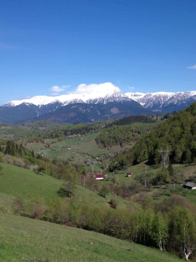 Nona Highland Home Moieciu de Jos Buitenkant foto